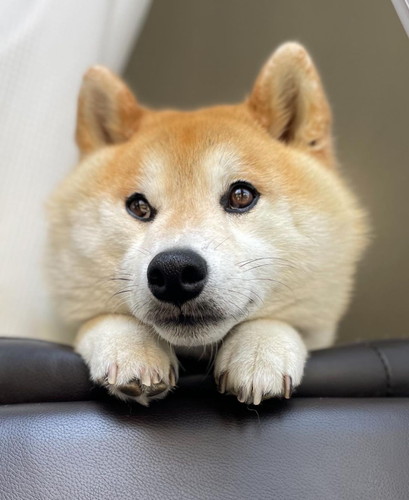 窓の外見るぷく丸くん