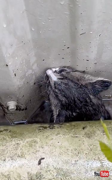 排水管と建物に挟まれた子猫を救出