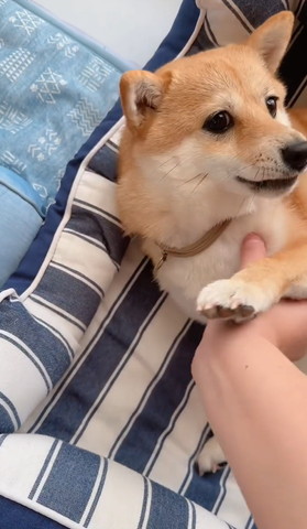 飼い主の手に前足のせてるワンコ