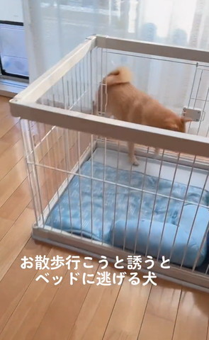 ケージに入っていくワンコ