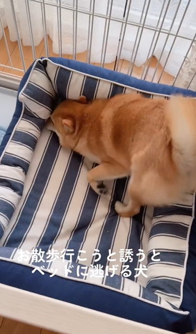 ベッドに顏ツッコむワンコ