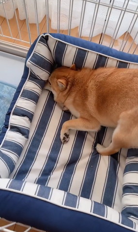 ベッドに顏ツッコむワンコアップ