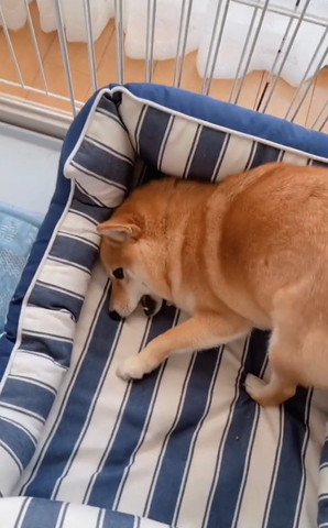 口あけてるワンコ