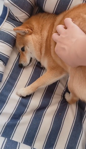 なでられてるワンコ