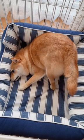 お尻あげてるワンコ