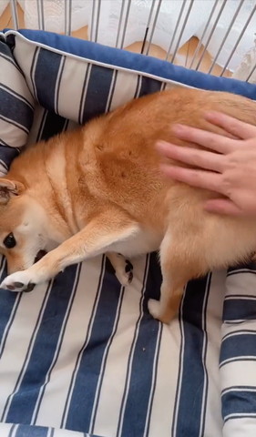 左前足あげてお尻なでられてるワンコ