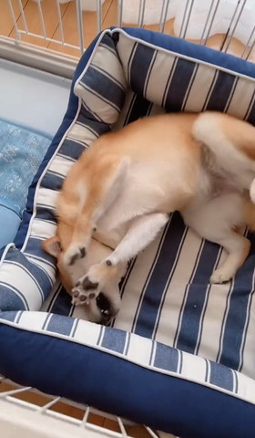 あおむけワンコ