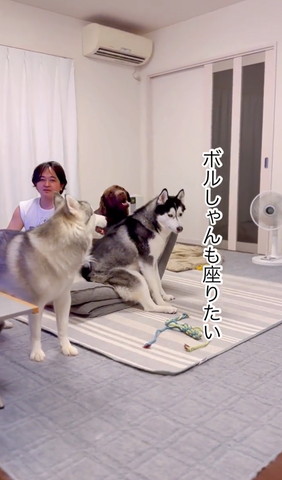 ボルしゃんも座りたいテロップ