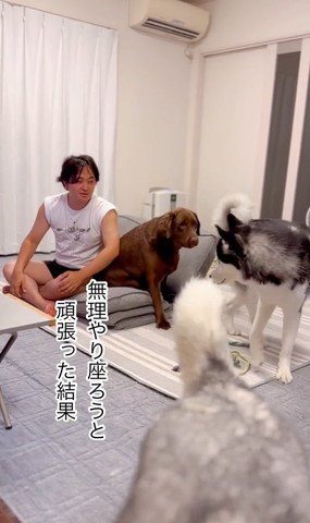 振り返って椅子を見るハスキー