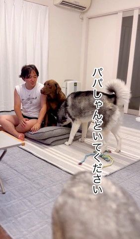 パパしゃんどいてくださいテロップ