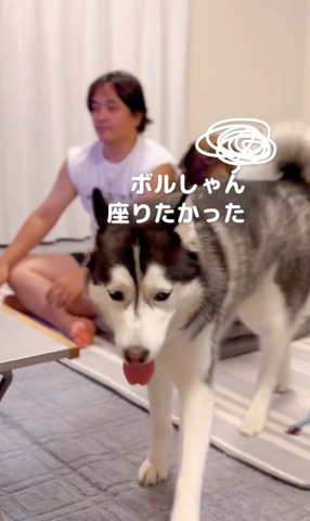 ボルしゃんすわりたかったテロップ