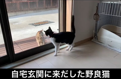 野良猫ビフォアフ