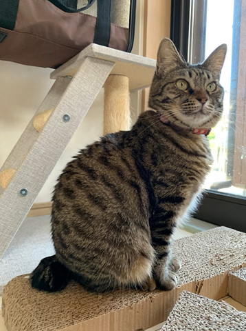 お座りしてる猫