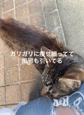 ガリガリにやせ細っててテロップ