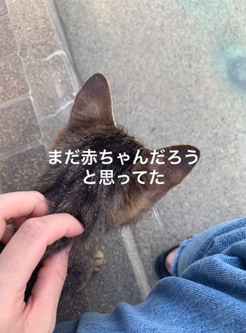 猫後頭部