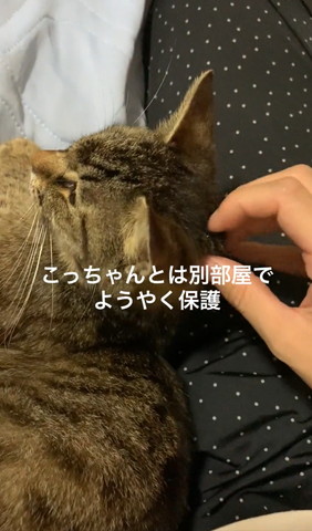 こっちゃんとは別部屋でテロップ