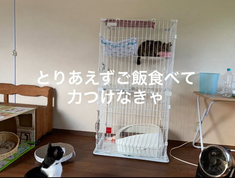 取りあえずごはん食べてテロップ