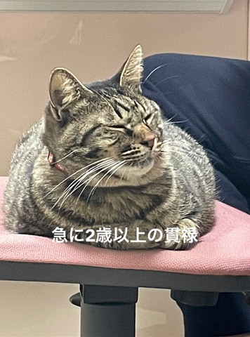 急に2歳以上の貫禄テロップ