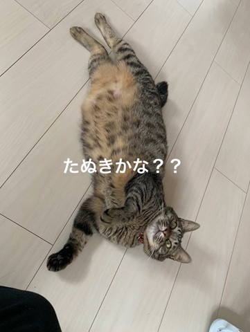 たぬきかなテロップ