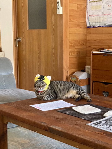 帽子かぶった猫