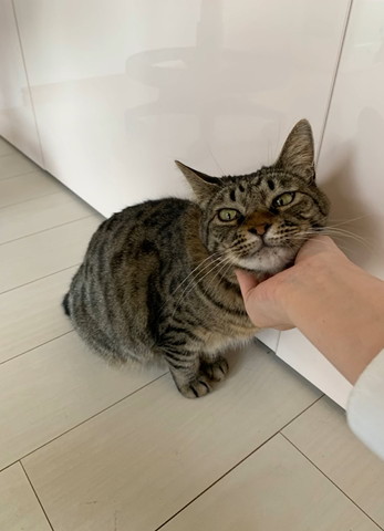 なでられてる猫