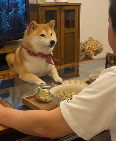 パパの前に柴犬