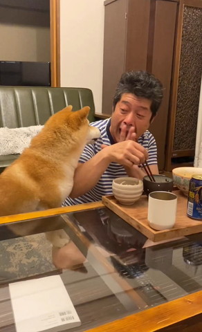 手を広げてるパパさんを見る柴犬