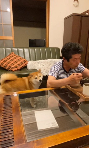 カメラ目線ワンコとごはん食べるパパ