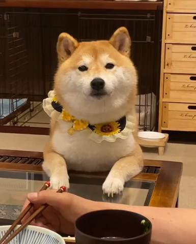 帽子かぶってるフクロウ