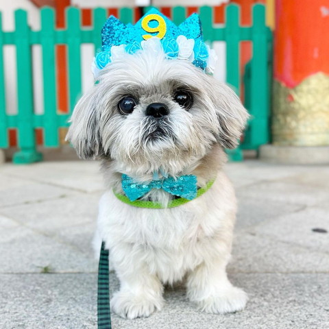 冠つけてるワンコ