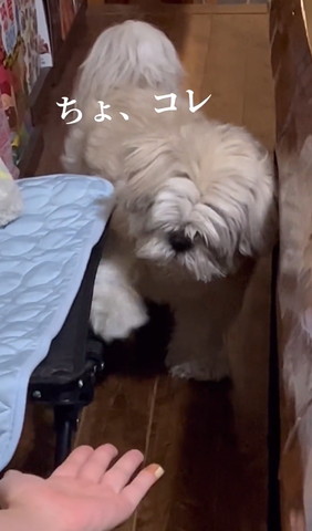 ちょコレテロップ