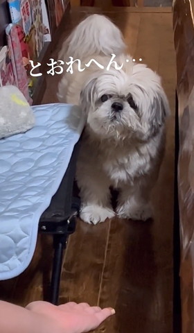 眼力あるワンコ