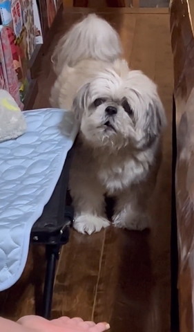 口あけてるワンコ