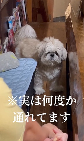 実は何度か通れてますテロップ