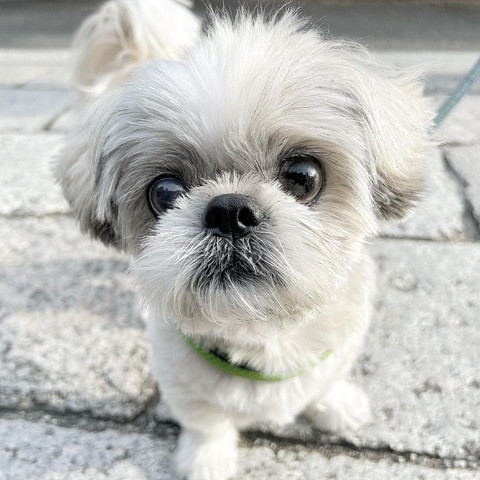 シーズーアップ