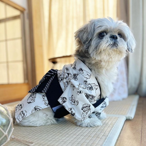 浴衣着てるワンコ