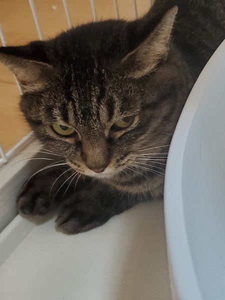 警戒する猫