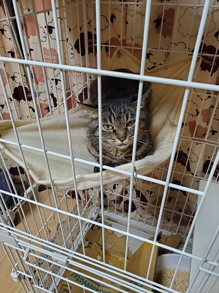 心を開かない猫
