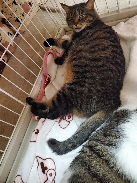 くつろぐ猫