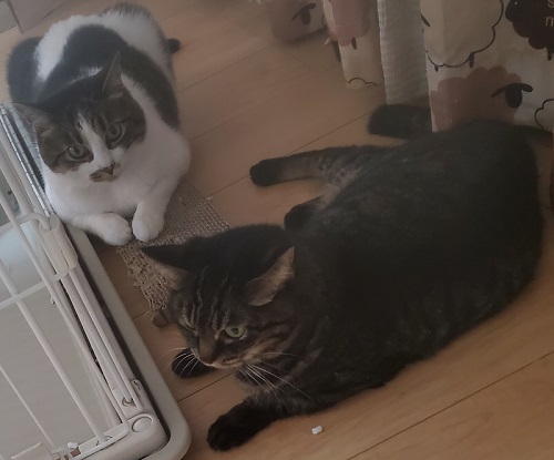 同居猫と保護猫