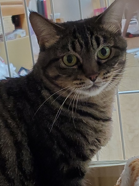 カメラ目線の猫