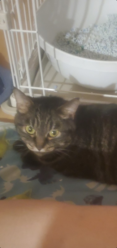 キジトラ猫さん