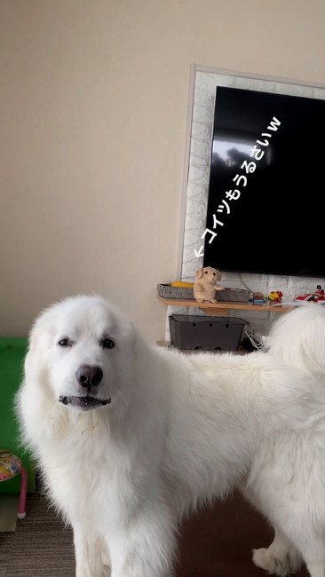 こいつもうるさい