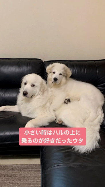 ウタ小さいとき