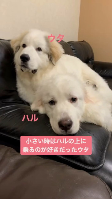 ハルの上に乗るウタ