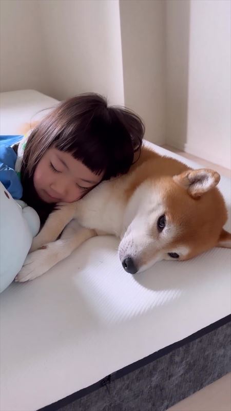 柴犬と娘