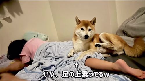 娘の看病をする犬