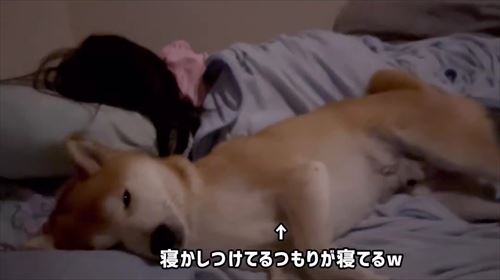 娘の看病をする犬