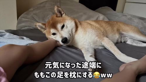 娘の看病をする犬