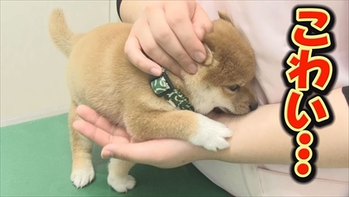 初めてのワクチンにドキドキする子犬